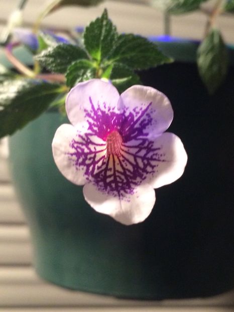 5.09.2020 - Calendarul