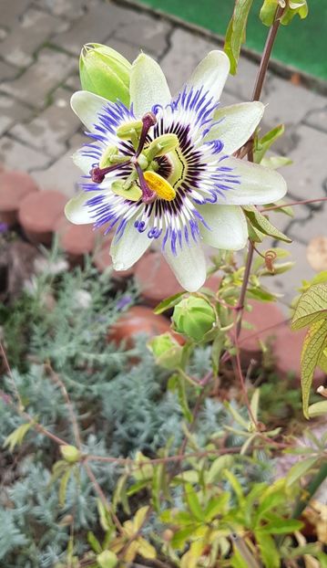 Passiflora caerulea - Septembrie 2020