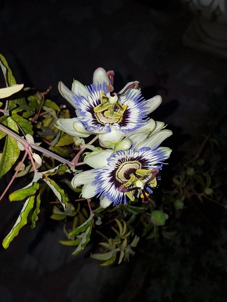 Passiflora caerulea by night - Septembrie 2020