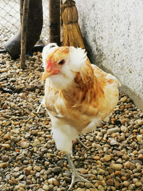 Araucana Gold - 2021 Găini Araucana Argintiu Sălbatic Willd și Gold