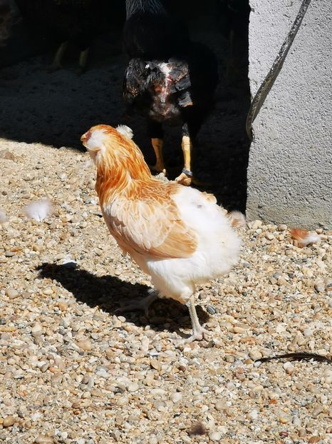 Araucana Gold - 2021 Găini Araucana Argintiu Sălbatic Willd și Gold