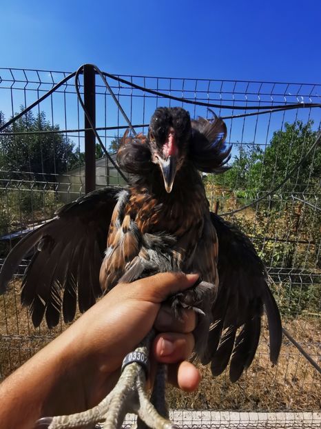 Araucana Sălbatic Willd - 2021 Găini Araucana Argintiu Sălbatic Willd și Gold