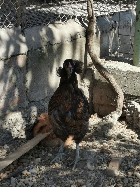 Araucana Sălbatic Willd - 2021 Găini Araucana Argintiu Sălbatic Willd și Gold