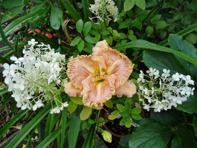  - Hydrangea Paniculata