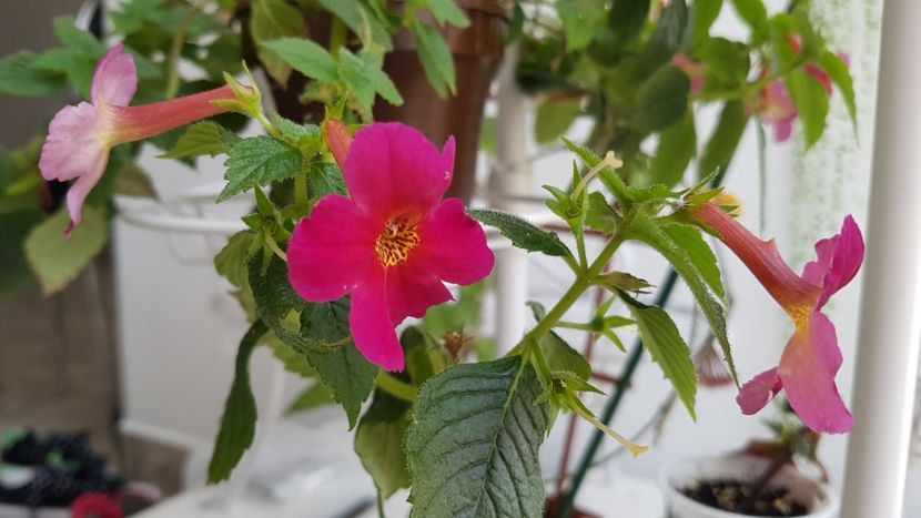 Amazing Grace - Achimenes 2020