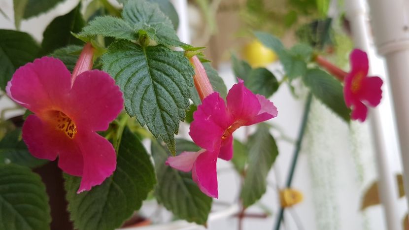 Amazing Grace - Achimenes 2020