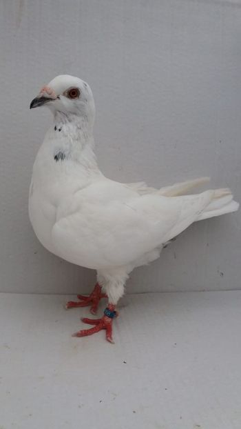 F 2018 vanduta - De! voiajori vanduti