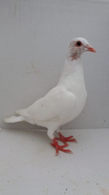 F 2020 vanduta - De! voiajori vanduti