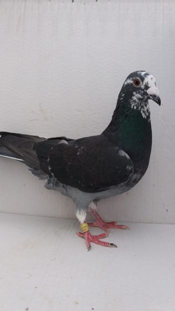 M 2019 vandut - De! voiajori vanduti