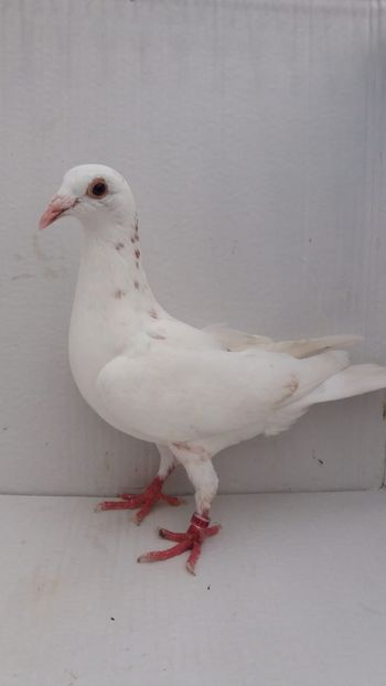 F 2020 vanduta - De! voiajori vanduti