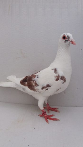 F 2020 vanduta - De! voiajori vanduti