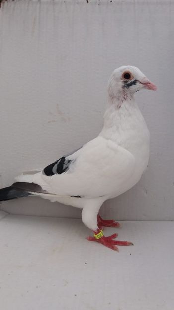 M 2017 vandut - De! voiajori vanduti