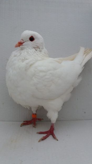 F 2019 vanduta - De vanzare kingi