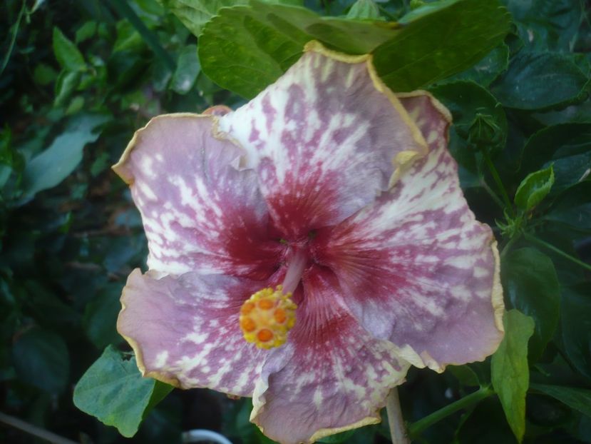 P1460285 - HIBISCUSI 2020-4