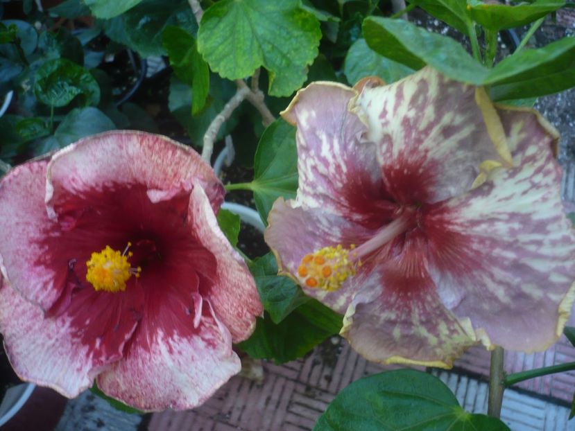 P1460286 - HIBISCUSI 2020-4