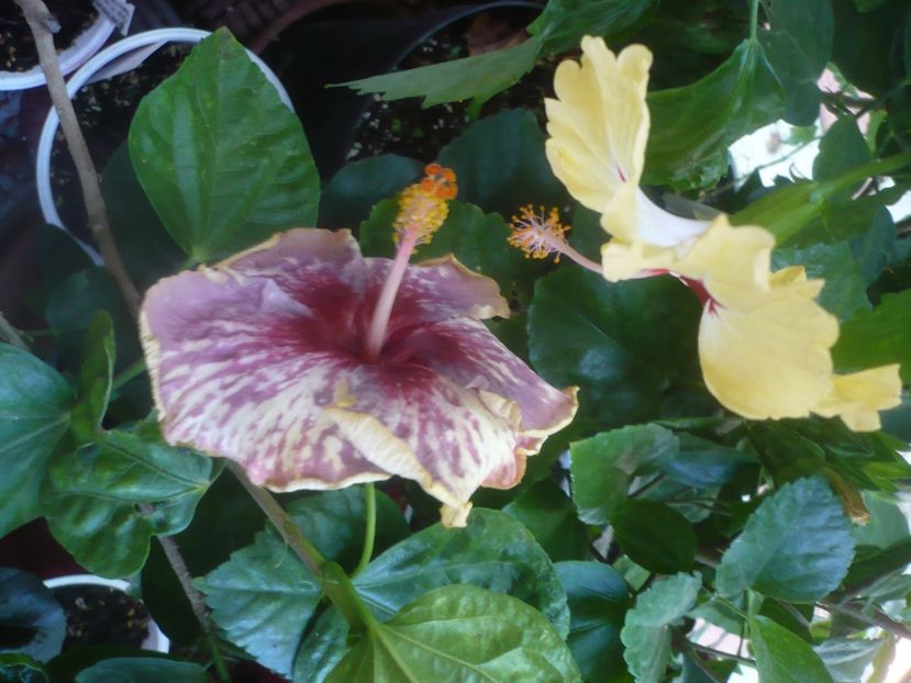 P1460287 - HIBISCUSI 2020-4