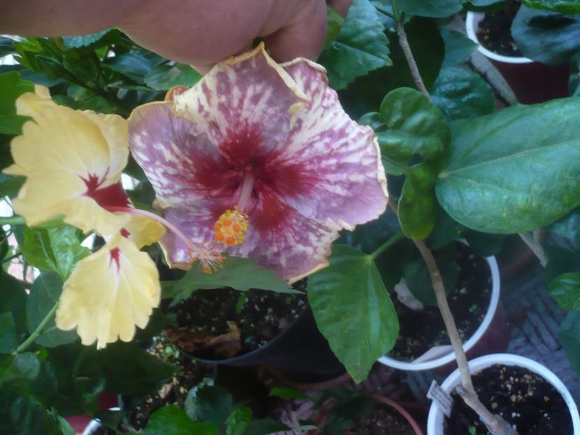 P1460288 - HIBISCUSI 2020-4