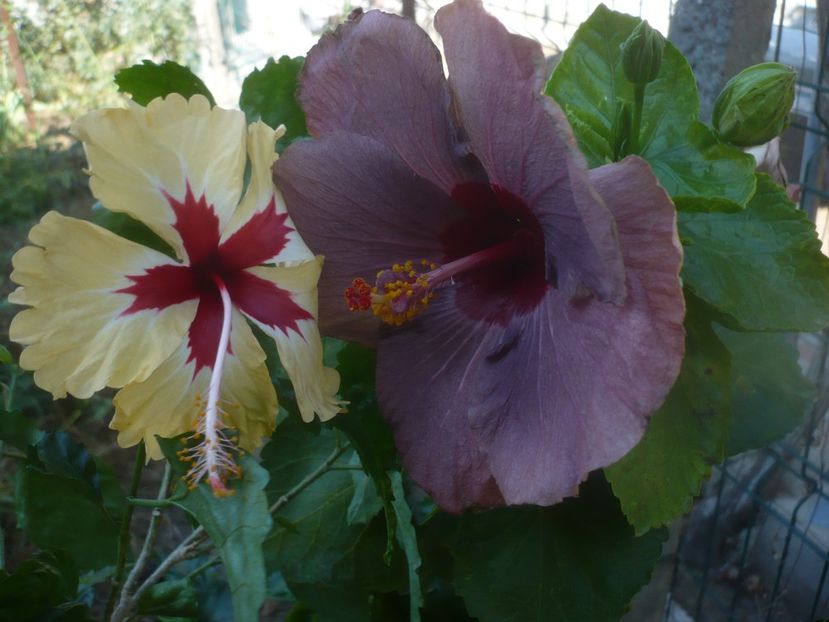 P1460289 - HIBISCUSI 2020-4