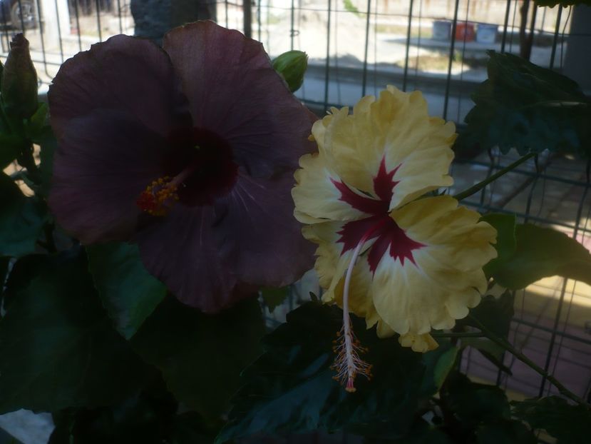 P1460291 - HIBISCUSI 2020-4