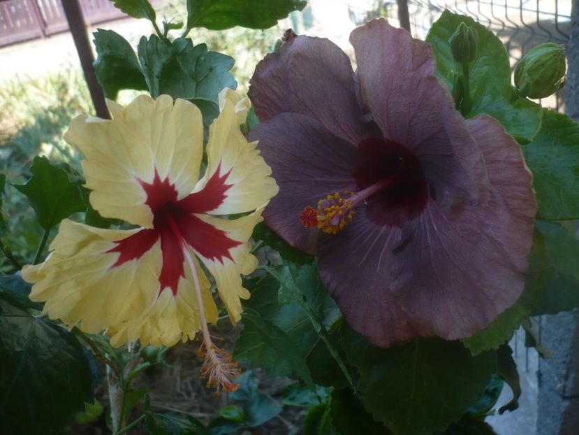 P1460292 - HIBISCUSI 2020-4