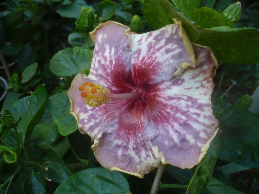 P1460293 - HIBISCUSI 2020-4