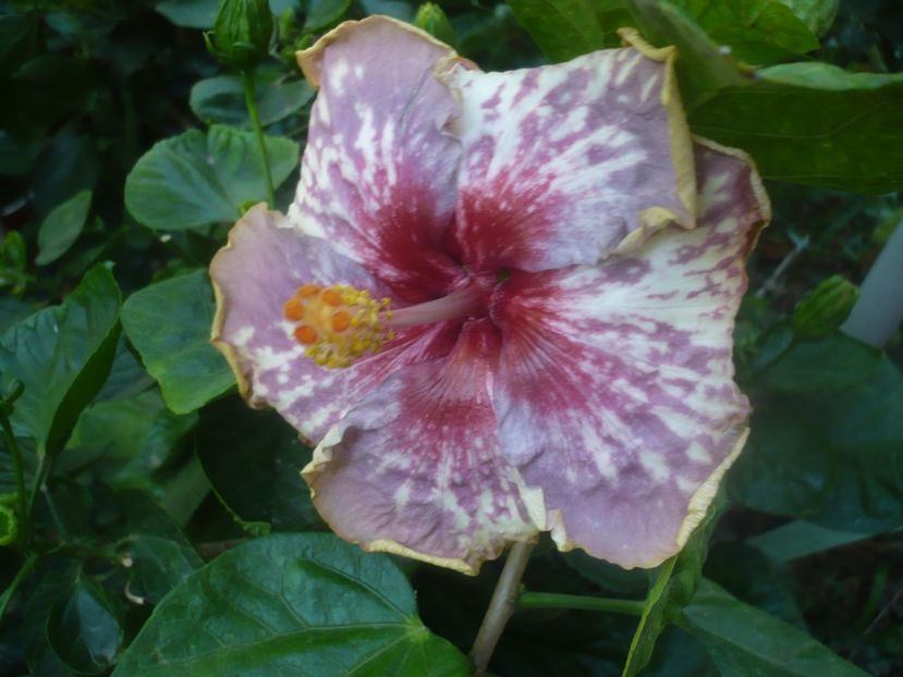 P1460294 - HIBISCUSI 2020-4