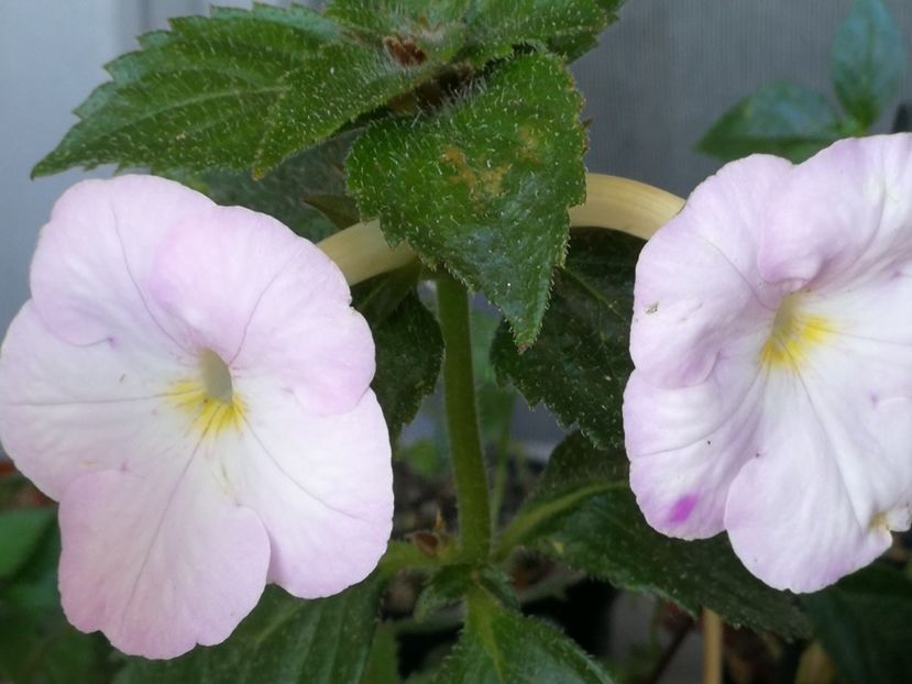  - Achimenes 2020