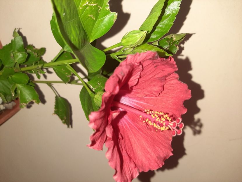  - Florile mele în septembrie 2020