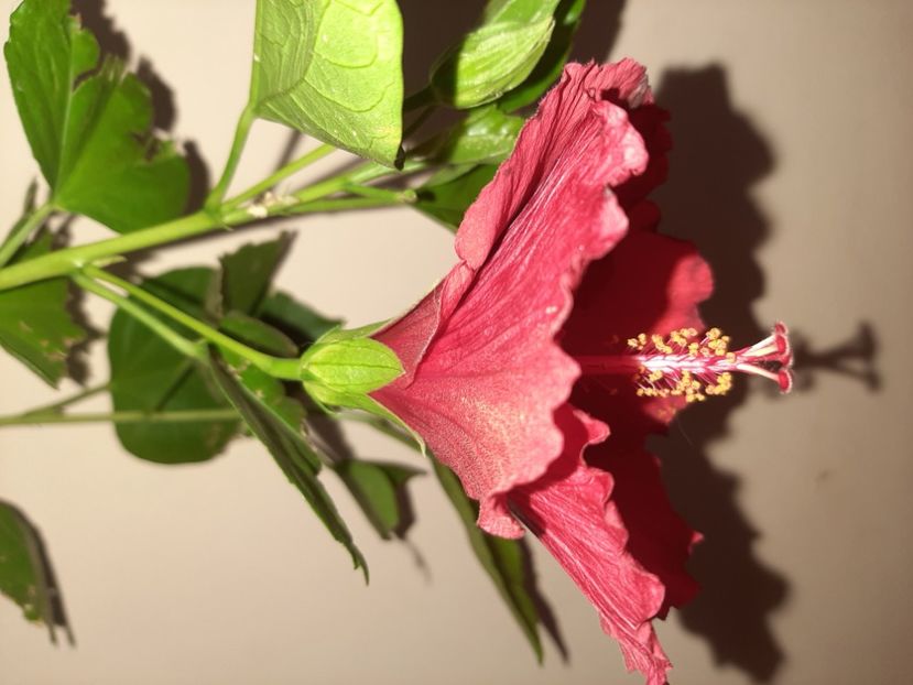  - Florile mele în septembrie 2020