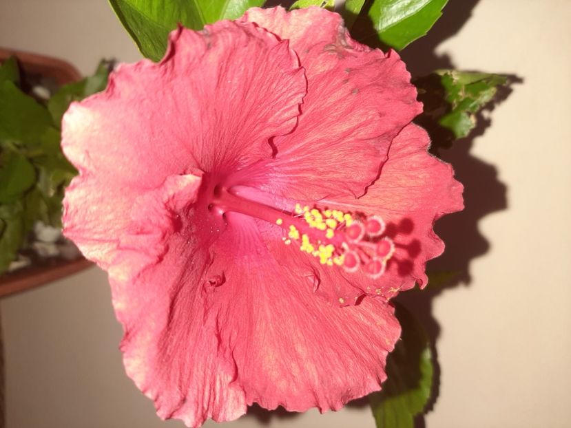  - Florile mele în septembrie 2020