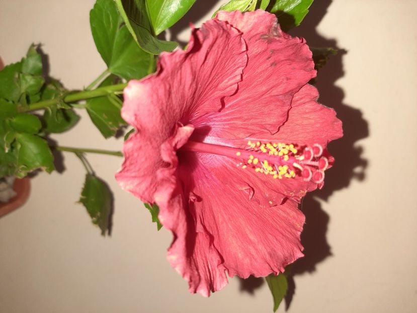  - Florile mele în septembrie 2020