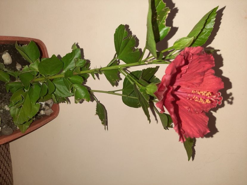  - Florile mele în septembrie 2020