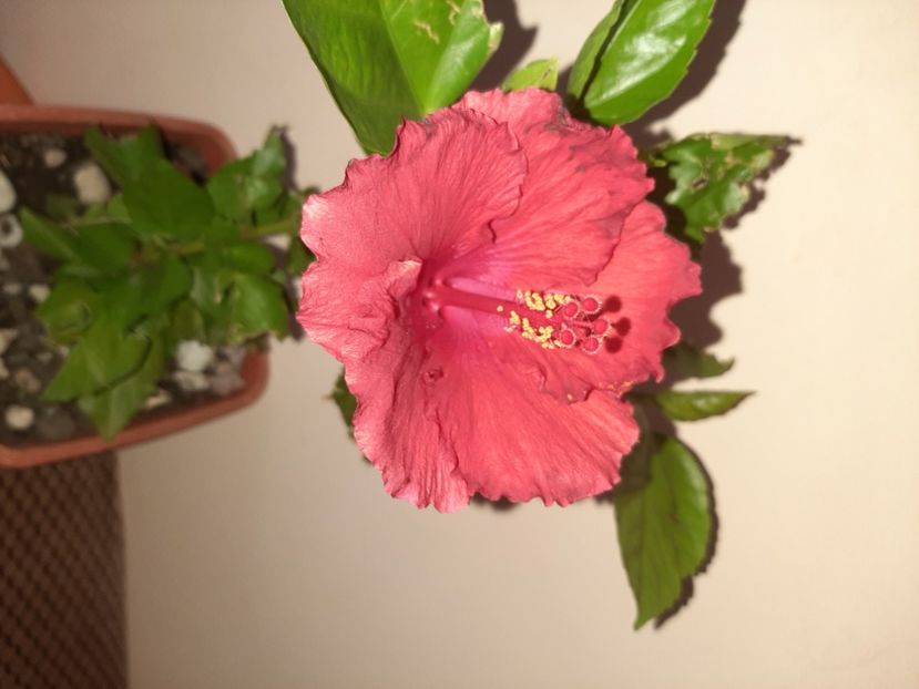  - Florile mele în septembrie 2020