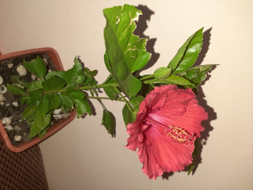  - Florile mele în septembrie 2020