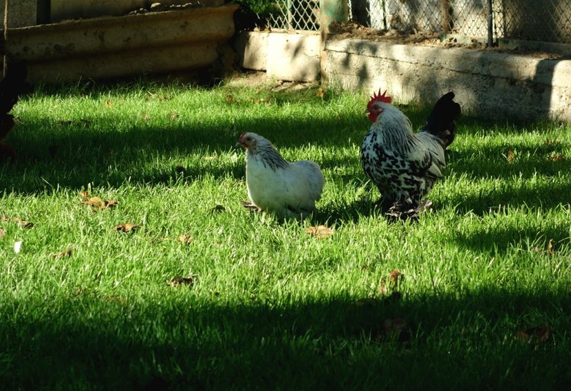  - E - Mii de flori 2020