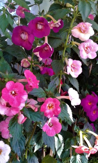  - achimenes 0 6 12 202044444 iem1985