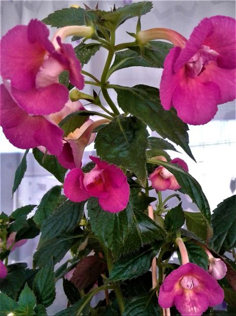  - achimenes 0 6 12 202044444 iem1985