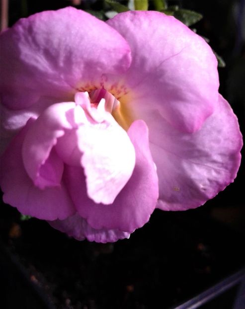 - achimenes 0 6 12 202044444 iem1985