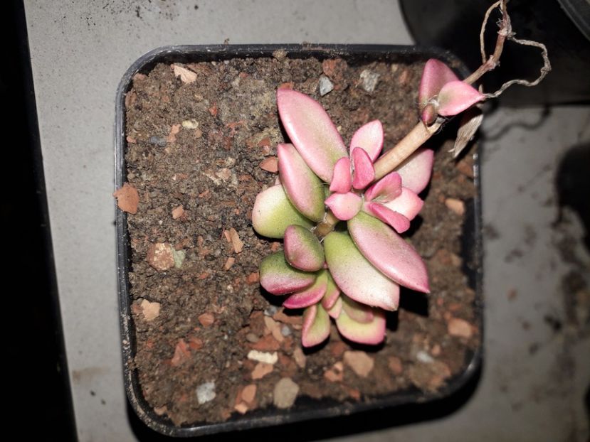  - Cactusi înfloriti 2020