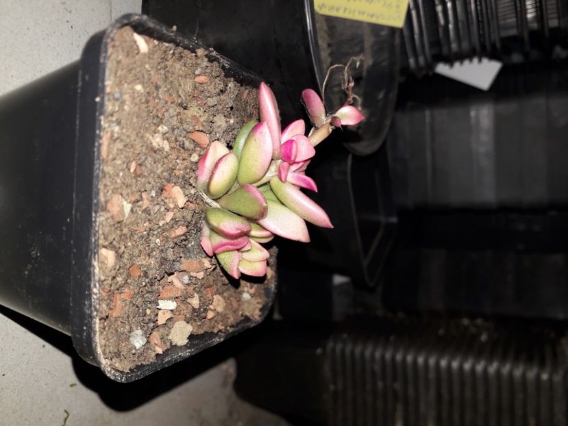 Pseudolobivia kermesina - Cactusi înfloriti 2020