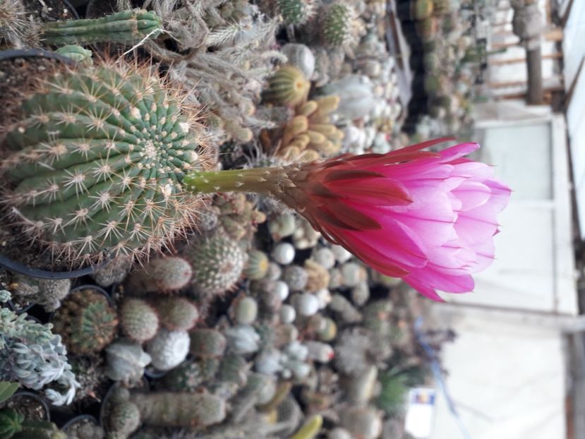 Pseudolobivia ker - Cactusi înfloriti 2020