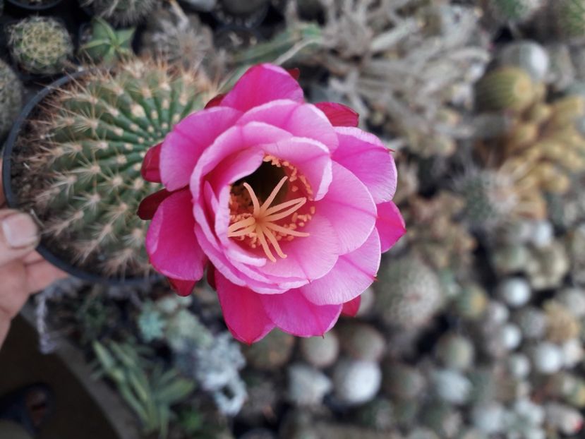  - Cactusi înfloriti 2020