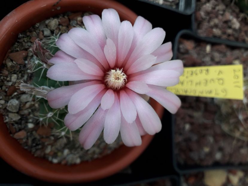  - Cactusi înfloriti 2020