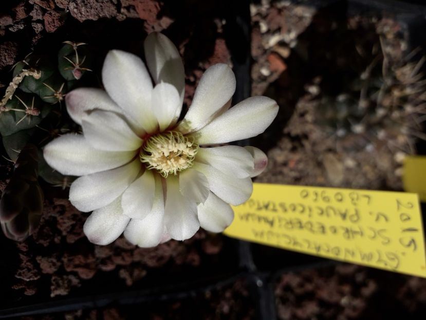  - Cactusi înfloriti 2020