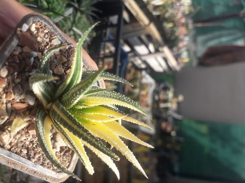  - Cactusi înfloriti 2020