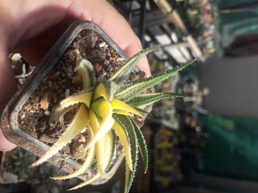  - Cactusi înfloriti 2020