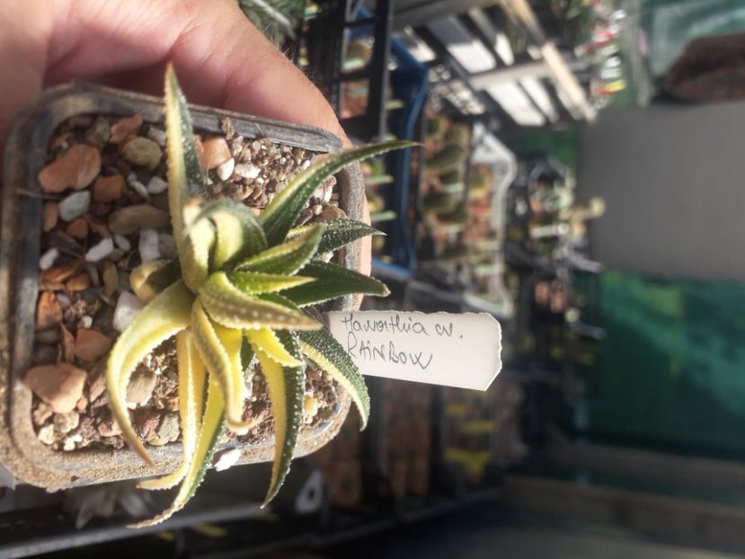  - Cactusi înfloriti 2020