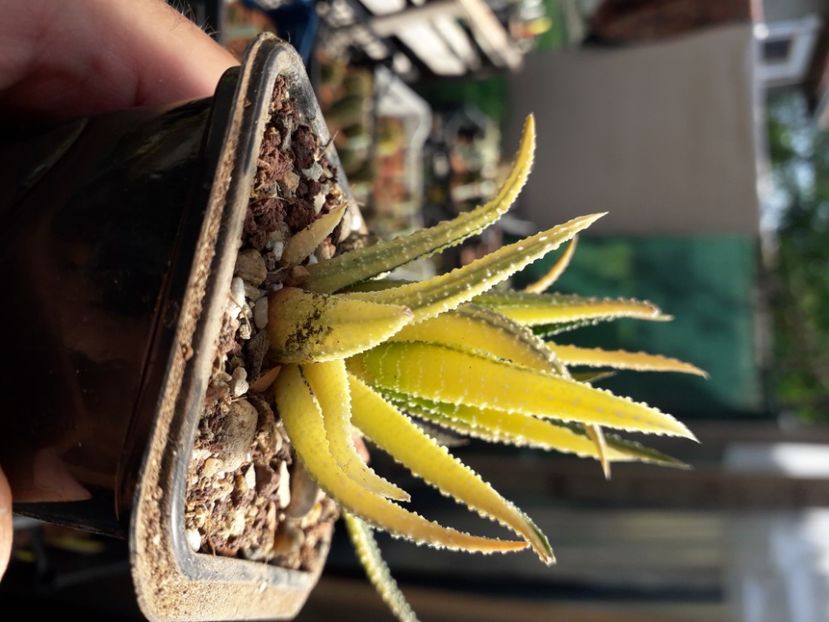  - Cactusi înfloriti 2020