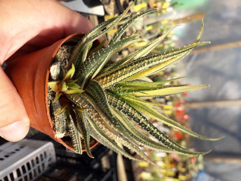  - Cactusi înfloriti 2020