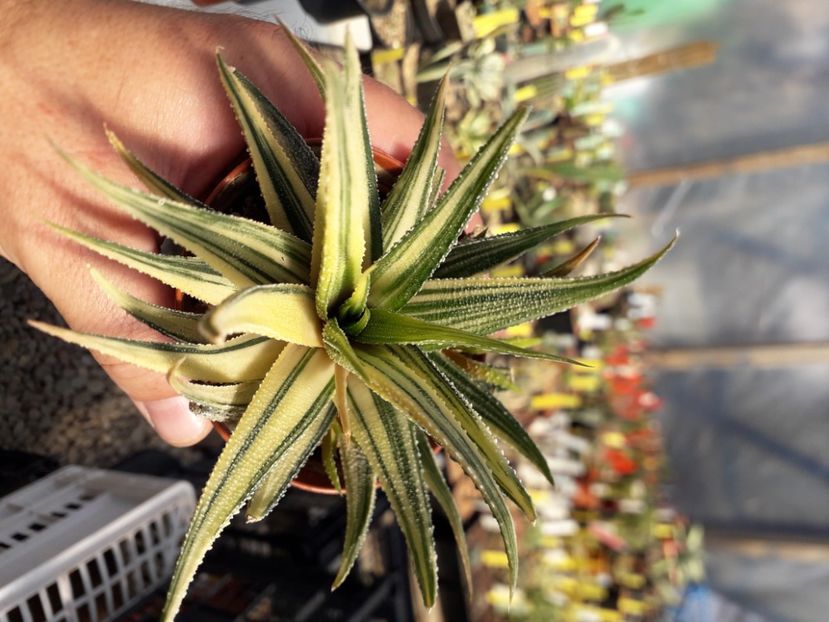  - Cactusi înfloriti 2020